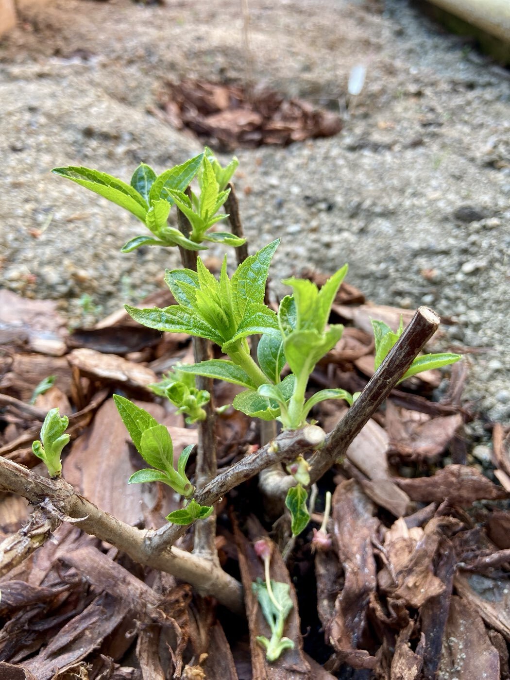 Фотография покупателя товара Гортензия метельчатая Люкс «Ваниль Фрайз» , саженец декоративный, цветущий, 1 шт., туба - Фото 7