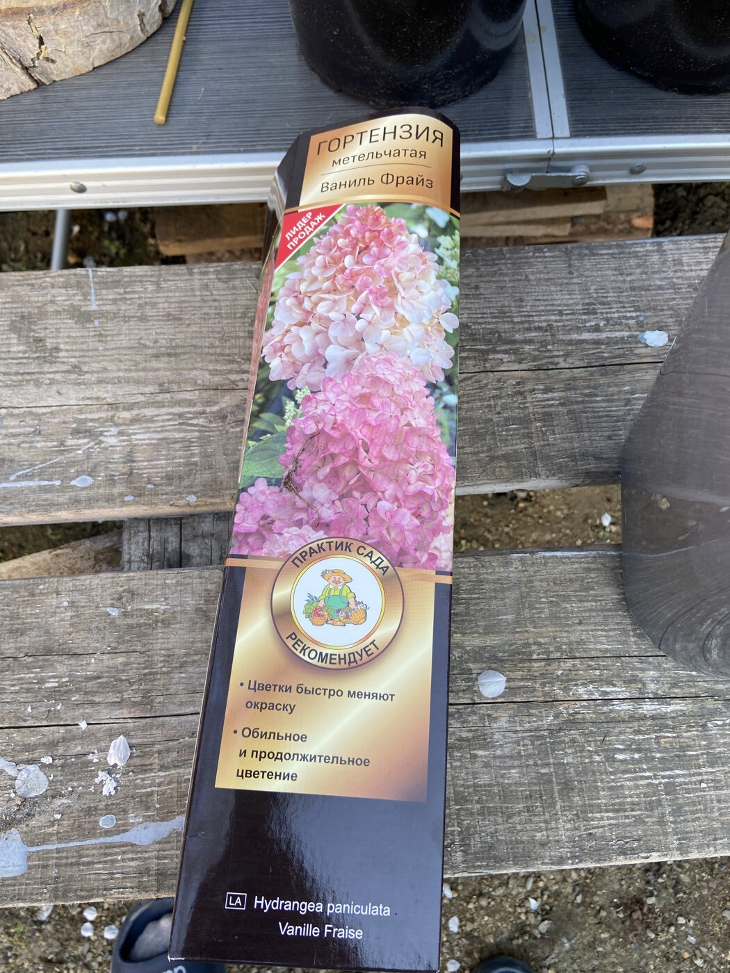 Фотография покупателя товара Гортензия метельчатая Люкс «Ваниль Фрайз» , саженец декоративный, цветущий, 1 шт., туба - Фото 4