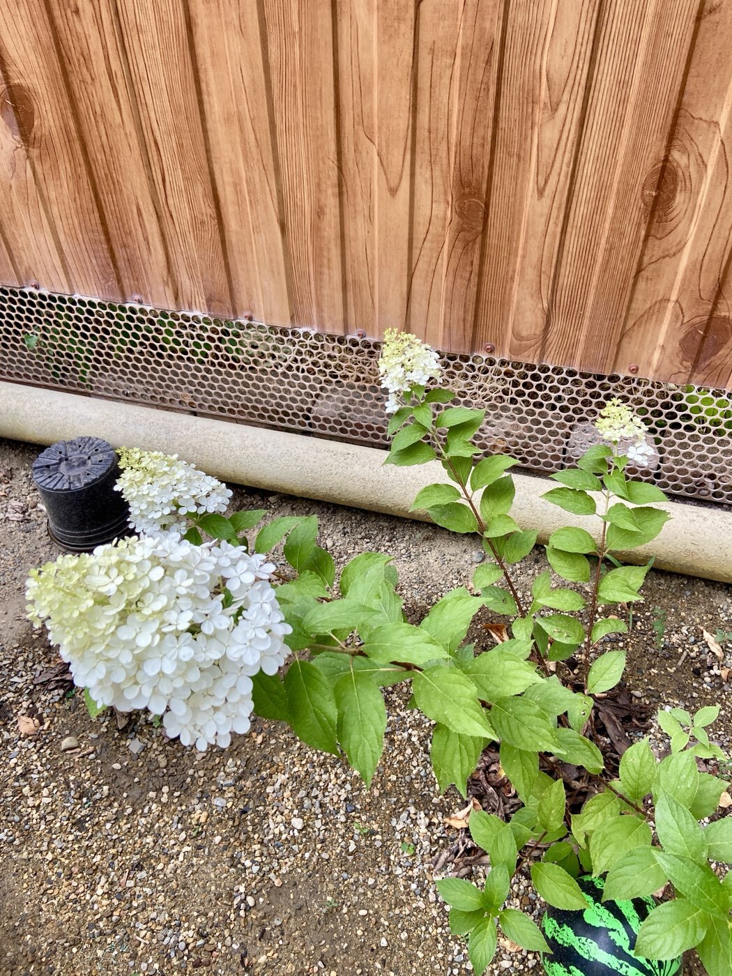 Фотография покупателя товара Гортензия метельчатая Люкс «Ваниль Фрайз» , саженец декоративный, цветущий, 1 шт., туба - Фото 5