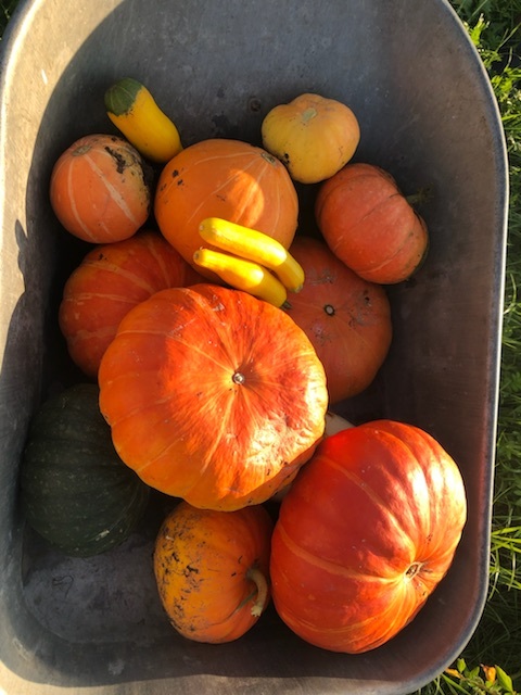 Фотография покупателя товара Семена Тыква крупноплодная "Медовый десерт", 1 г - Фото 3