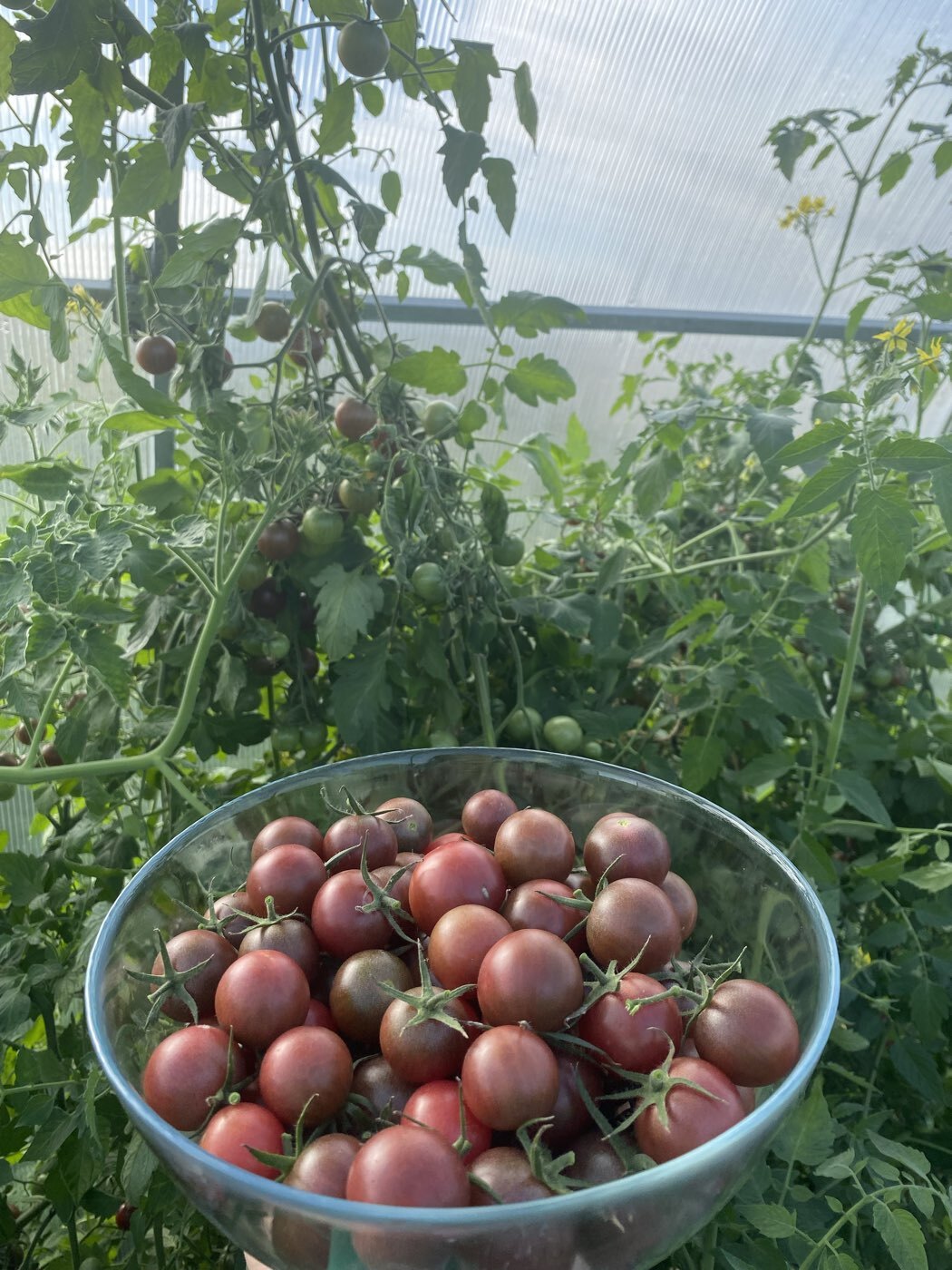 Фотография покупателя товара Семена Томат «Блэк черри», раннеспелый, индетерминантный, высокорослый, 20 шт. - Фото 5