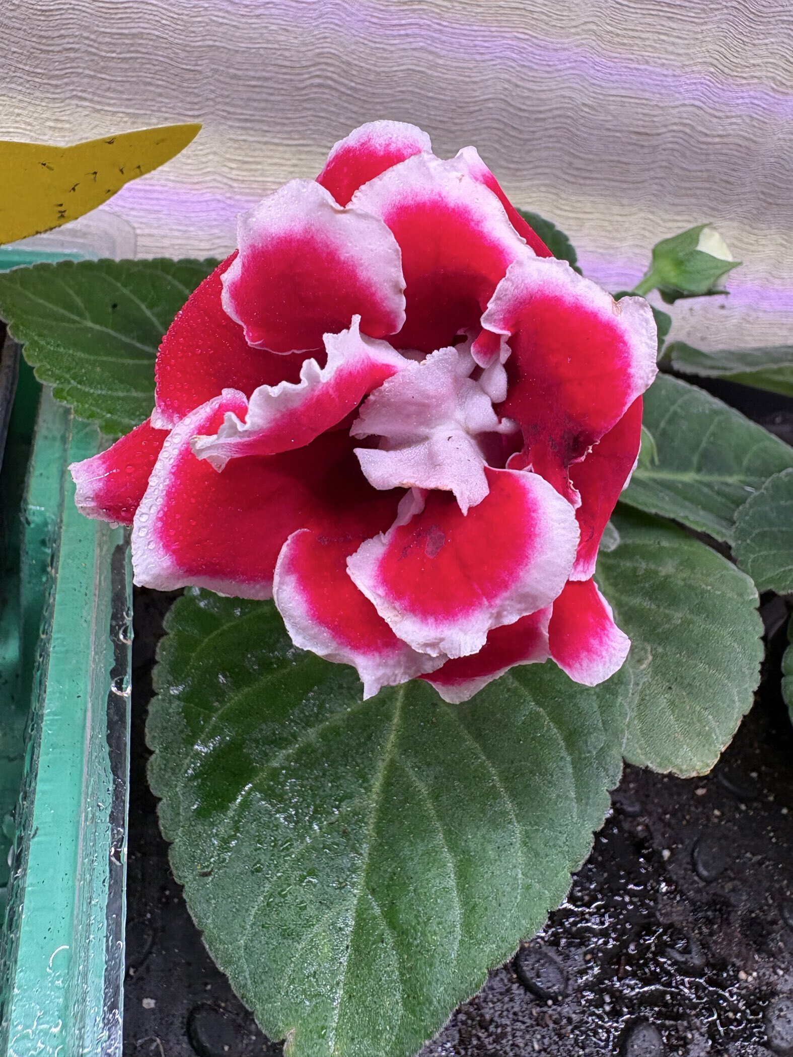 Фотография покупателя товара Семена цветов Глоксиния "Брокада", ц/п,  F1, гранулы, 4 шт. - Фото 4