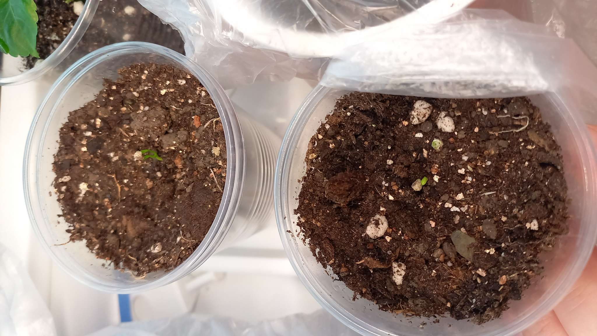 Фотография покупателя товара Семена цветов Дихондра Сильвер Фолс, 5шт - Фото 2