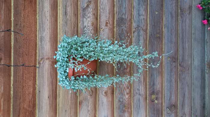 Фотография покупателя товара Семена цветов Дихондра Сильвер Фолс, 5шт - Фото 3