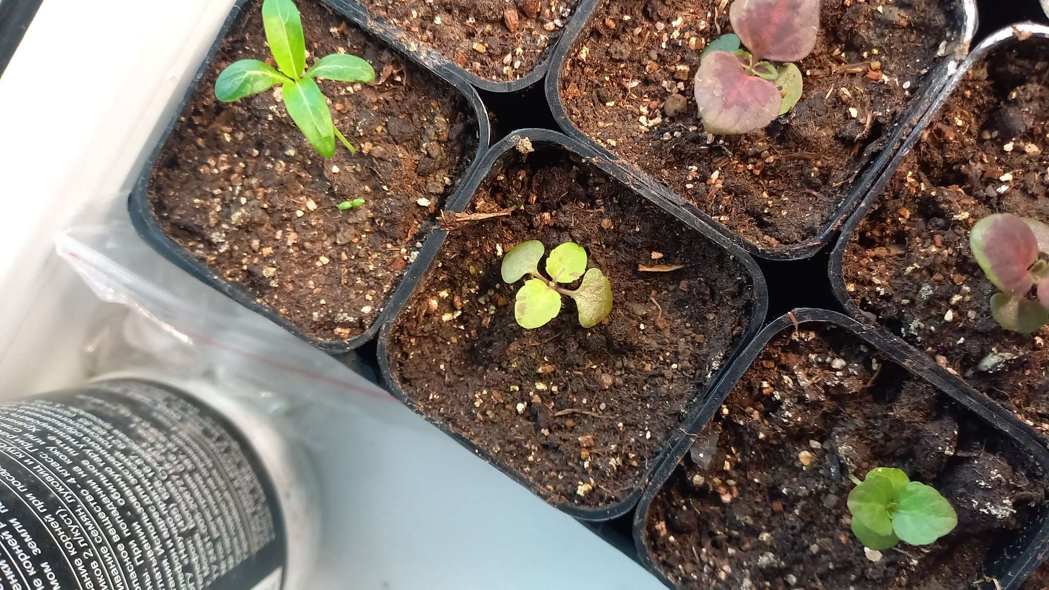 Фотография покупателя товара Семена цветов Колеус «Визард», мозаика, «Семена Алтая», цветной пакет, 5 шт. - Фото 6