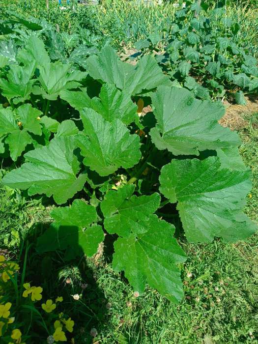 Фотография покупателя товара Семена Кабачок «Белуха», 2 г, «Семена Алтая» - Фото 8