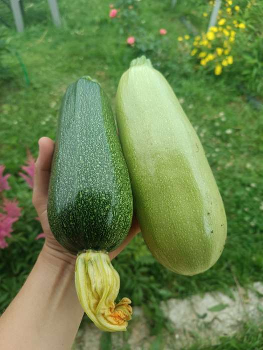Фотография покупателя товара Семена Кабачок «Белуха», 2 г, «Семена Алтая» - Фото 7