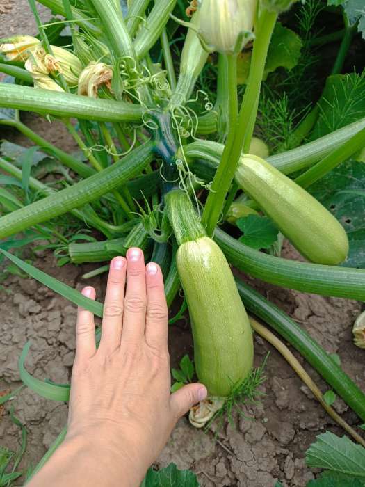 Фотография покупателя товара Семена Кабачок «Белуха», 2 г, «Семена Алтая» - Фото 4