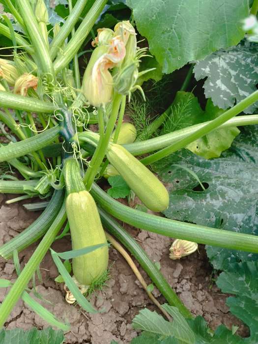 Фотография покупателя товара Семена Кабачок «Белуха», 2 г, «Семена Алтая» - Фото 3