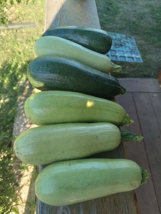 Фотография покупателя товара Семена Кабачок «Белуха», 2 г, «Семена Алтая» - Фото 5