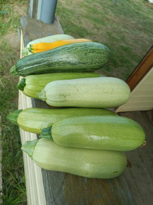 Фотография покупателя товара Семена Кабачок «Белуха», 2 г, «Семена Алтая» - Фото 1