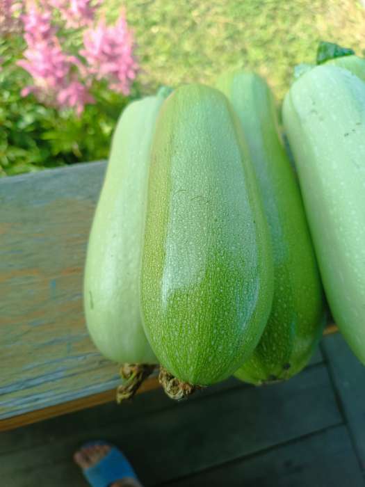 Фотография покупателя товара Семена Кабачок «Белуха», 2 г, «Семена Алтая» - Фото 6