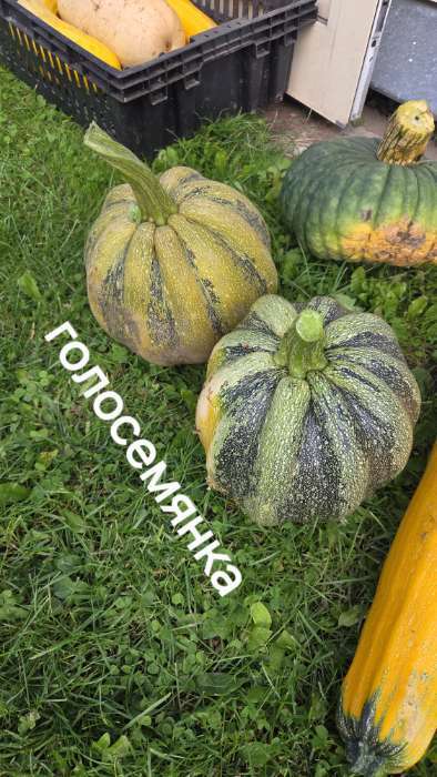 Фотография покупателя товара Семена Тыква «Голосемянка», среднеранняя, 2 г, «Золотая Сотка Алтая» - Фото 2