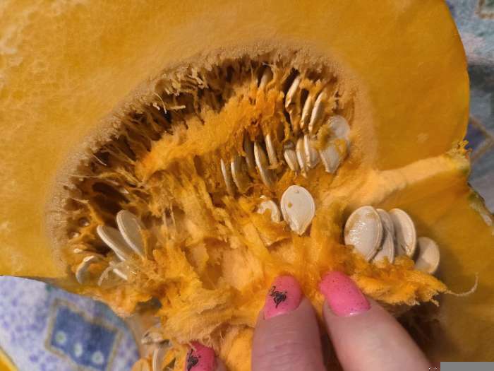 Фотография покупателя товара Семена Тыква «Голосемянка», среднеранняя, 2 г, «Золотая Сотка Алтая» - Фото 4