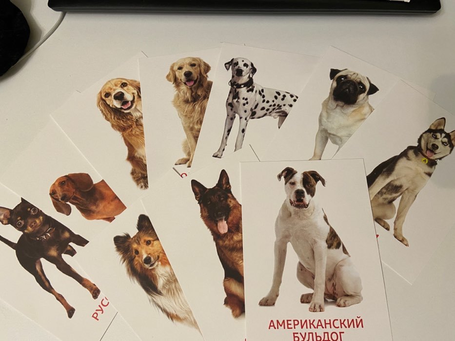 Фотография покупателя товара Обучающие карточки по методике Г. Домана «Собаки», 10 карт, А6 - Фото 6
