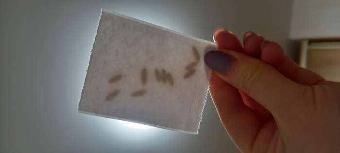 Фотография покупателя товара Семена Огурец "Любимец семьи F1", скороспелый, партенокарпический, 10 шт. - Фото 1