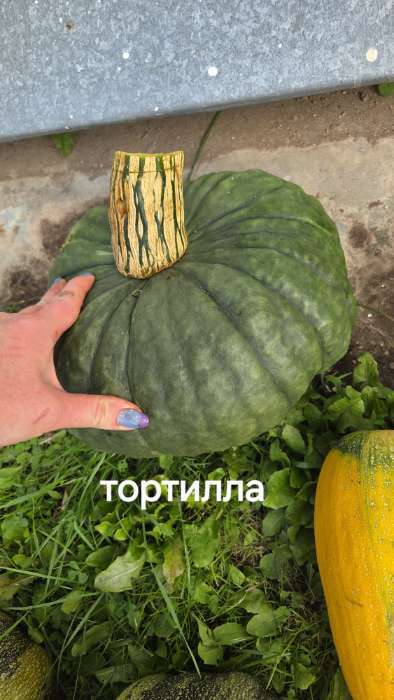 Фотография покупателя товара Семена Тыква "Тортилла", 1 г - Фото 1