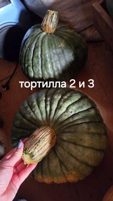 Фотография покупателя товара Семена Тыква "Тортилла", 1 г - Фото 3