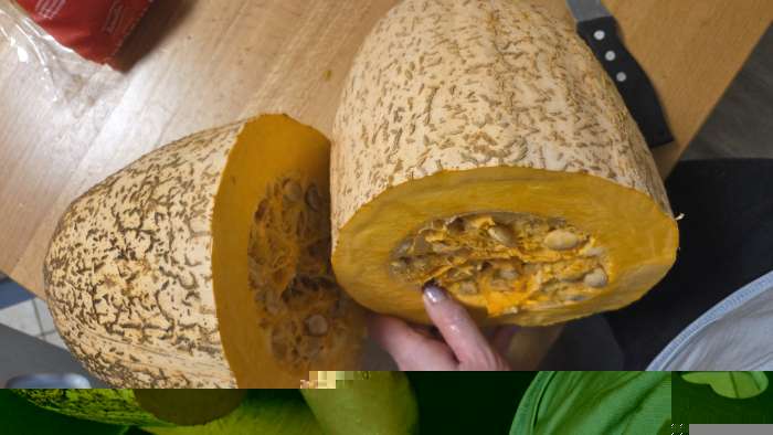 Фотография покупателя товара Семена Тыква "Розовый банан", 2 г - Фото 3