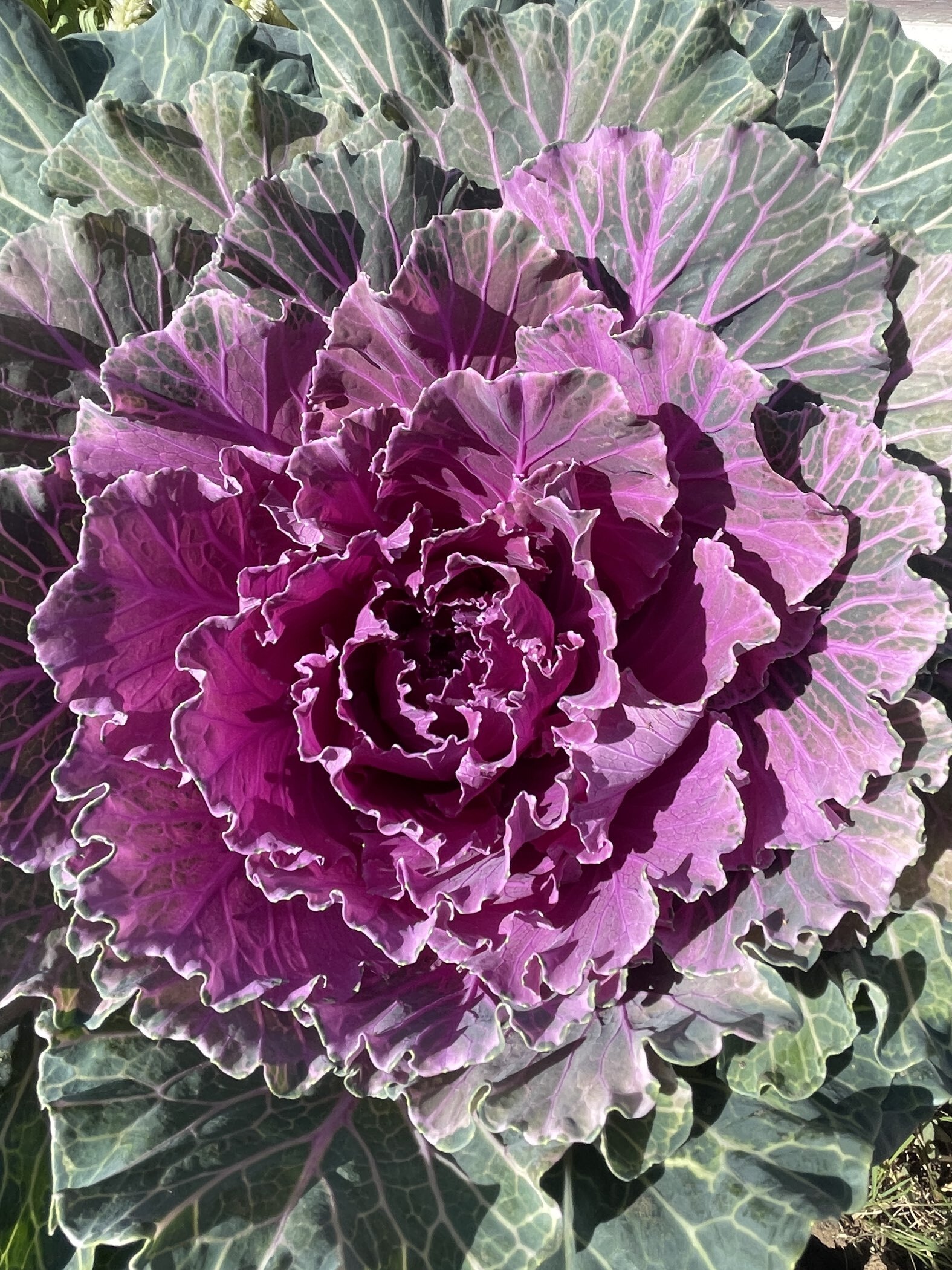 Фотография покупателя товара Семена Цветов Цветочная смесь Дружный Хоровод, 10 шт - Фото 3