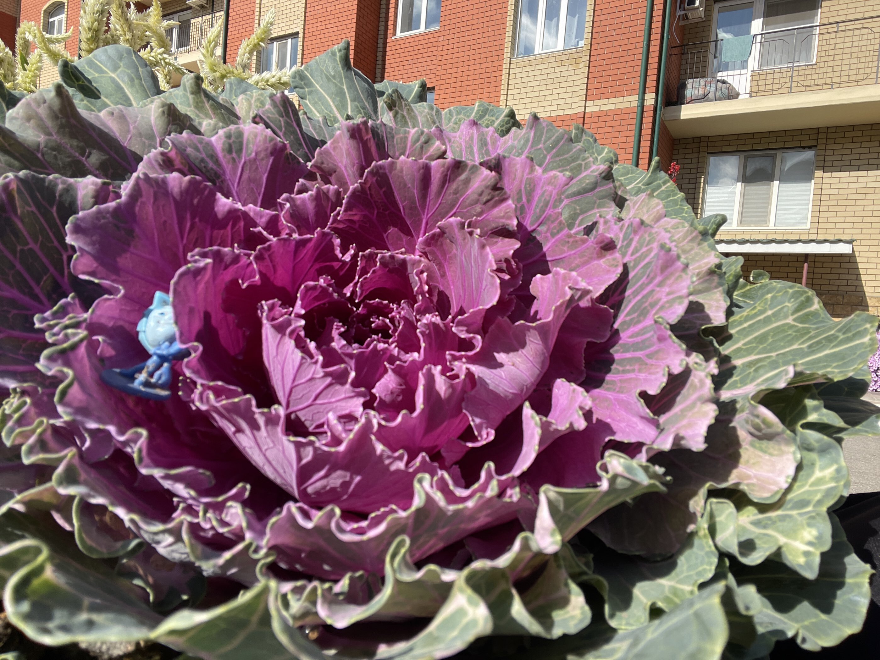 Фотография покупателя товара Семена Цветов Цветочная смесь Дружный Хоровод, 10 шт - Фото 4