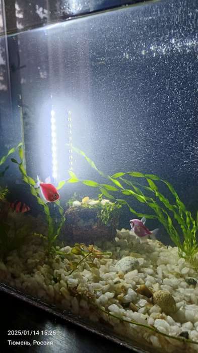 Фотография покупателя товара Светильник подводный, JINGYE, 17.5 см, 2 Вт, белый - Фото 1