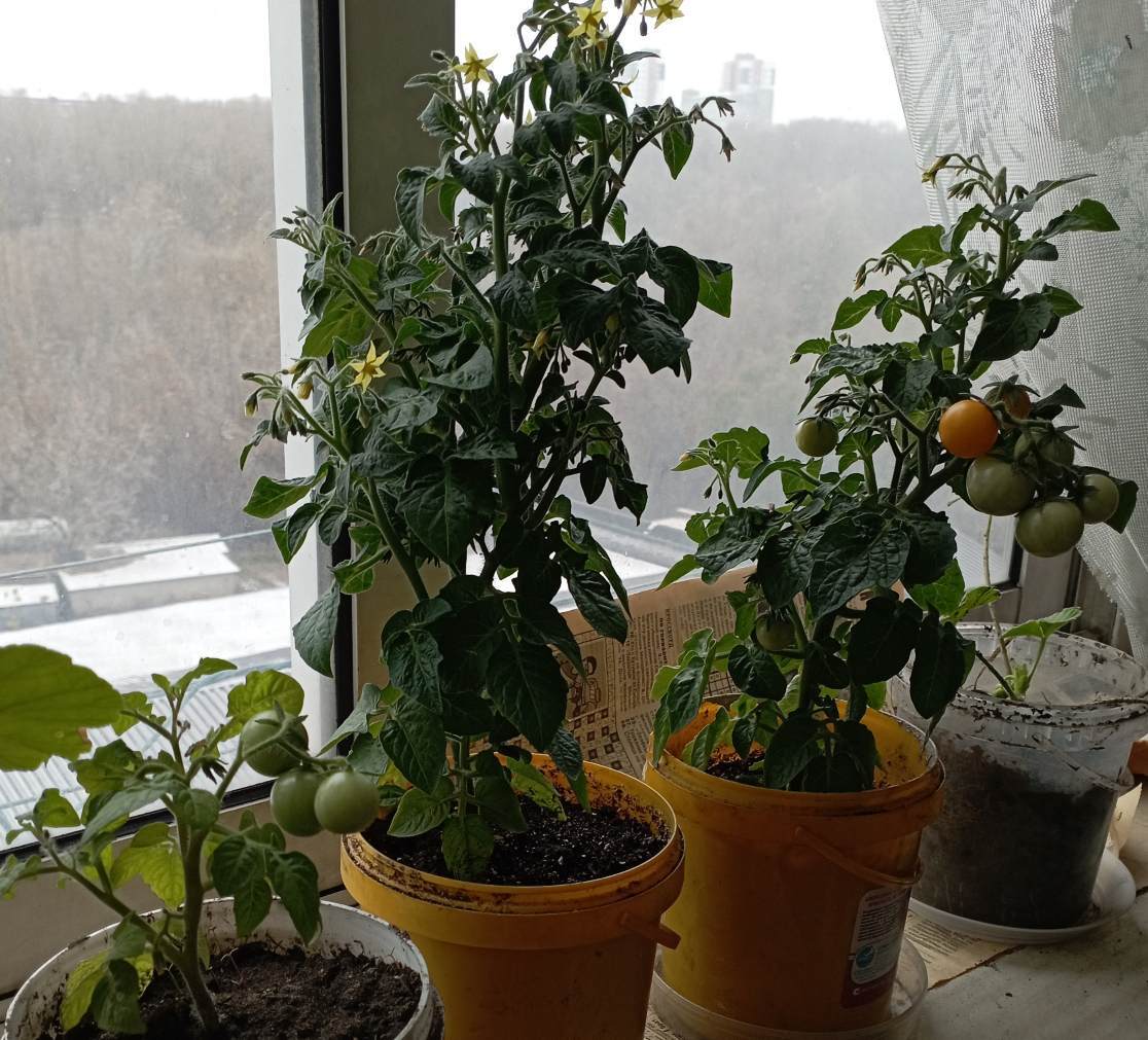 Фотография покупателя товара Семена Томат балконный «Жемчужина оранжевая», 0.05 г - Фото 5