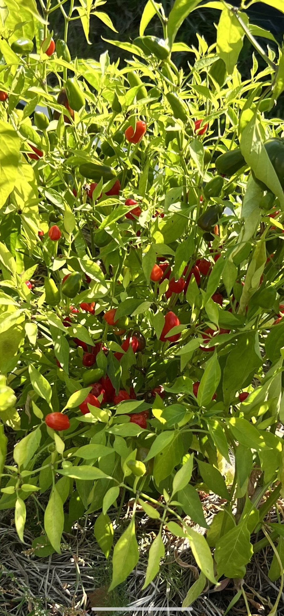 Фотография покупателя товара Семена Перец кустарниковый "Дракоша", 5 шт - Фото 1