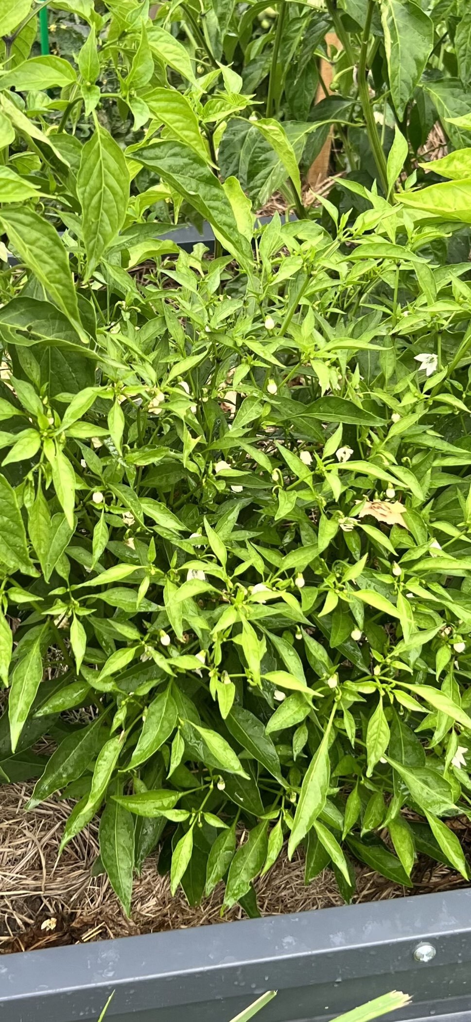 Фотография покупателя товара Семена Перец кустарниковый "Дракоша", 5 шт - Фото 2