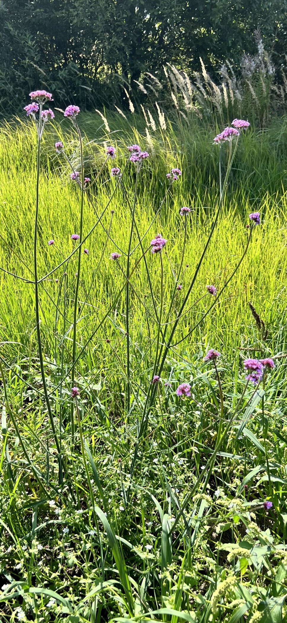 Фотография покупателя товара Семена цветов Вербена бонарская "Утонченная Красавица", 5 шт - Фото 1