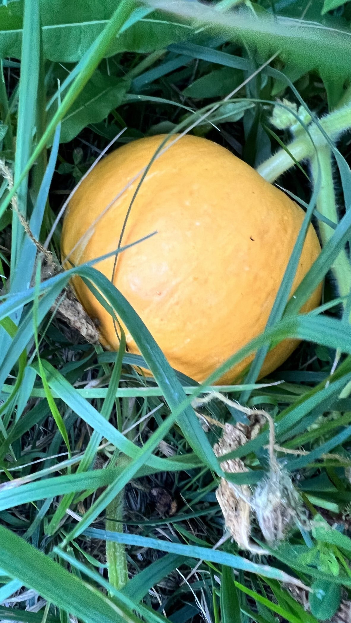 Фотография покупателя товара Семена Тыква "Конфетка",  1 г - Фото 2