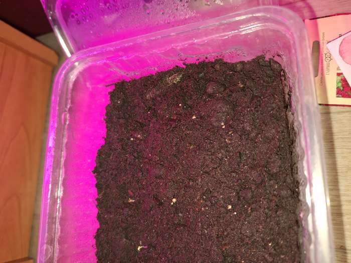 Фотография покупателя товара Семена цветов Эустома Эйбиси F1 синий туман крупноцветковая махровая, 5 шт. - Фото 4