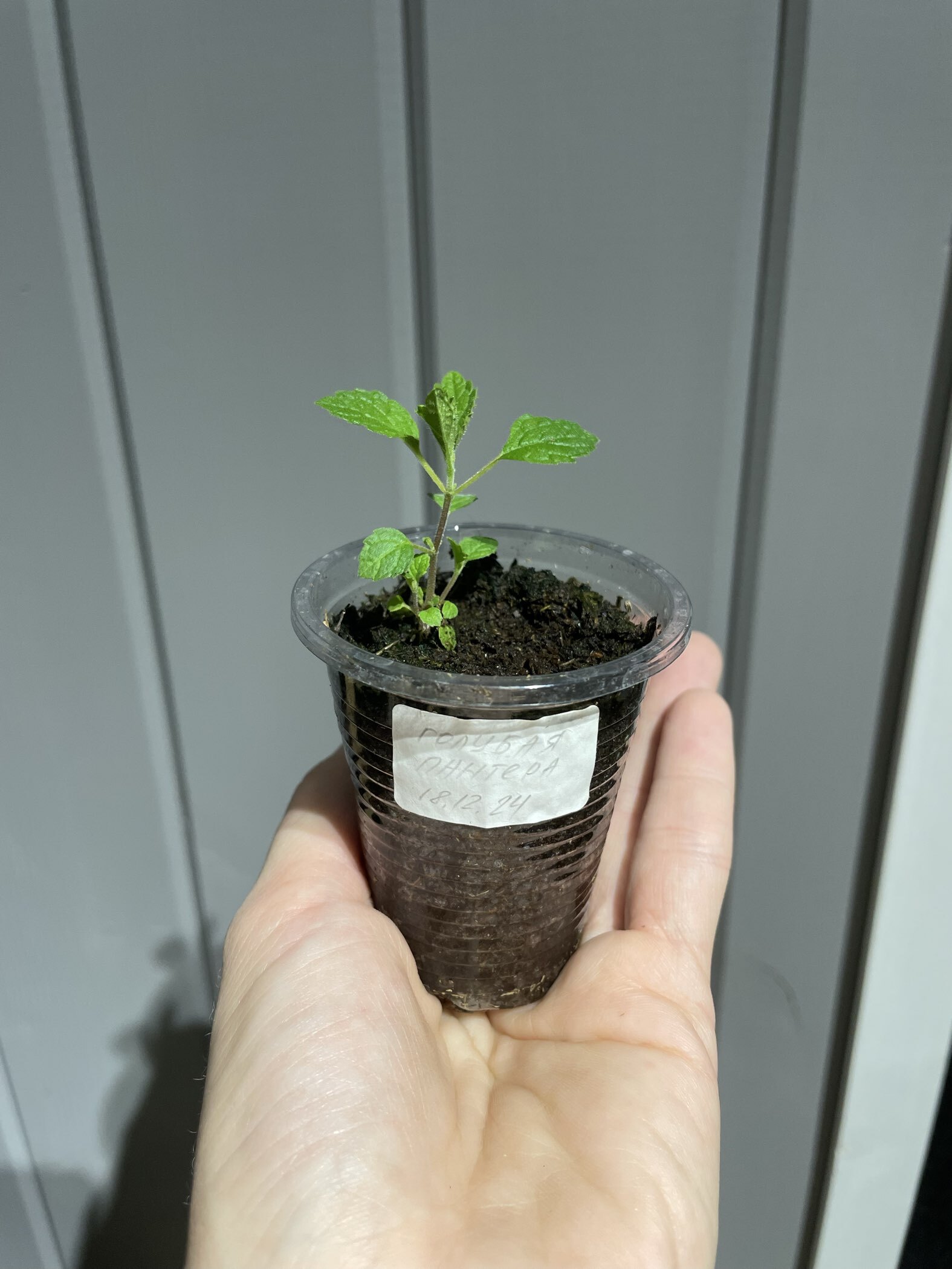 Фотография покупателя товара Семена цветов Котовник Голубая пантера, 10шт - Фото 1