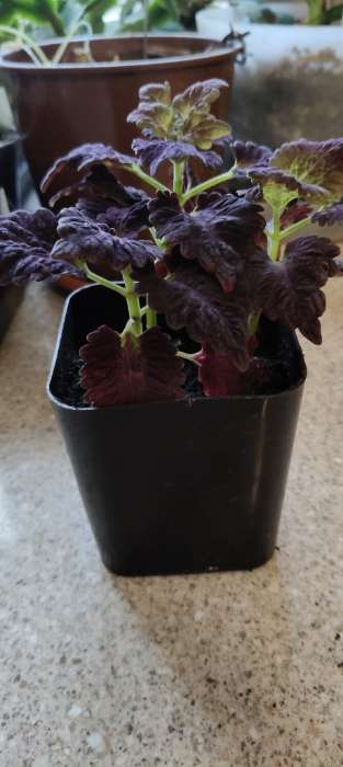 Фотография покупателя товара Семена цветов Колеус "Черный дракон" F1, О, 10 шт - Фото 7