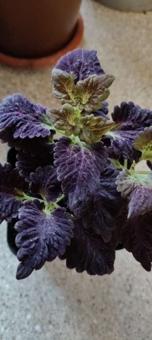 Фотография покупателя товара Семена цветов Колеус "Черный дракон" F1, О, 10 шт - Фото 8