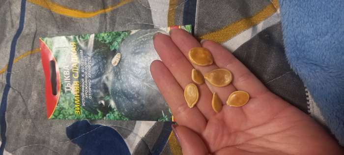 Фотография покупателя товара Семена Тыква "Зимняя сладкая", 2 г - Фото 3