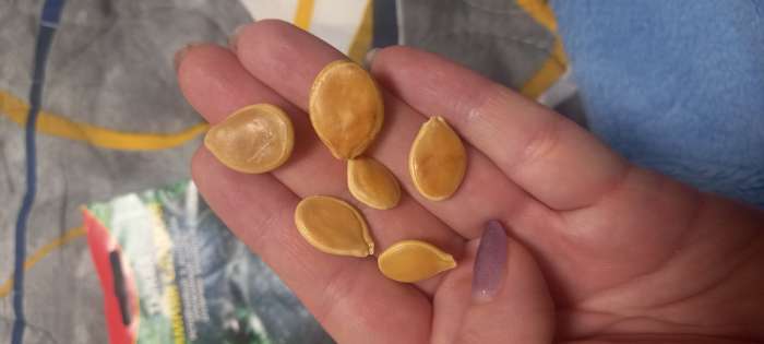 Фотография покупателя товара Семена Тыква "Зимняя сладкая", 2 г - Фото 4