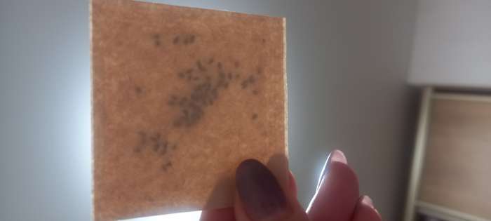 Фотография покупателя товара Семена цветов Аквилегия крупноцветковая «Маккана», 50 шт., «Дом семян» - Фото 4