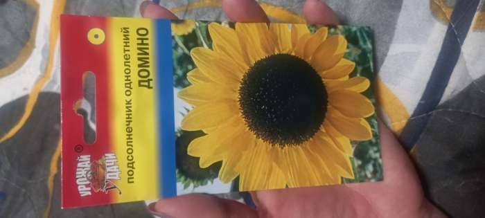 Фотография покупателя товара Семена цветов Подсолнечник "Домино", 0,5 г - Фото 1