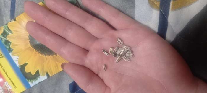 Фотография покупателя товара Семена цветов Подсолнечник "Домино", 0,5 г - Фото 3