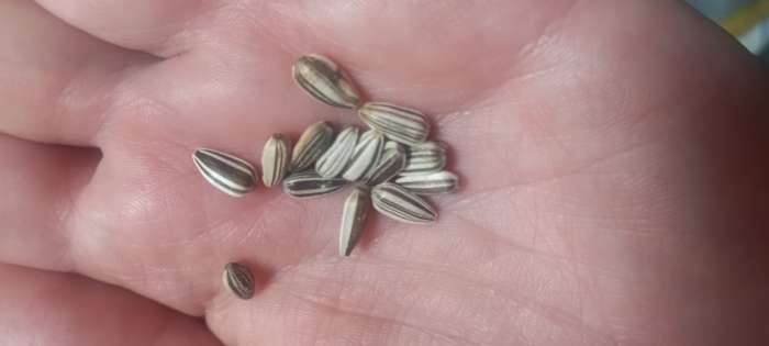 Фотография покупателя товара Семена цветов Подсолнечник "Домино", 0,5 г - Фото 4