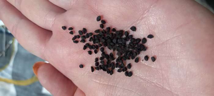 Фотография покупателя товара Семена Лук репчатый "Кармен МС", Сем. Алт, б/п, 0,5 г - Фото 3