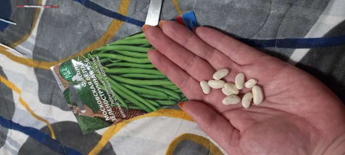 Фотография покупателя товара Семена Фасоль "Московская белая Зеленостручковая 556", 10 шт - Фото 3