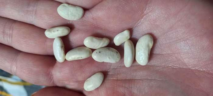 Фотография покупателя товара Семена Фасоль "Московская белая Зеленостручковая 556", 10 шт - Фото 4