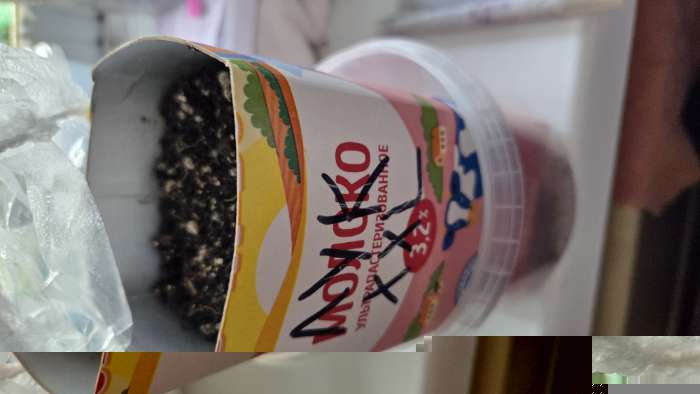 Фотография покупателя товара Семена Лук репчатый XXL, 100 шт., «Русский огород» - Фото 4