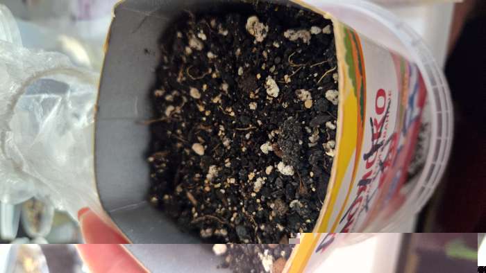 Фотография покупателя товара Семена Лук репчатый XXL, 100 шт., «Русский огород» - Фото 3