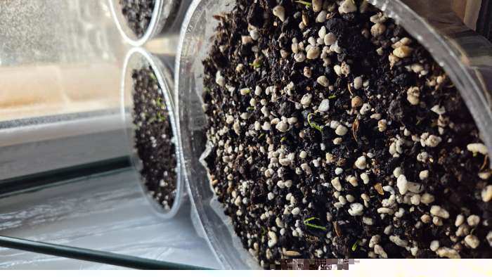 Фотография покупателя товара Семена Лук репчатый XXL, 100 шт., «Русский огород» - Фото 5