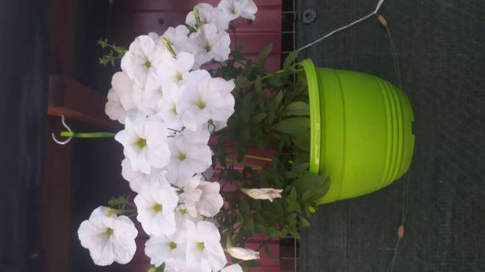 Фотография покупателя товара Семена Петуния Джолли белая F1 многоцветковая, 7 шт - Фото 6