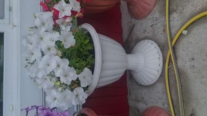 Фотография покупателя товара Семена Петуния Джолли белая F1 многоцветковая, 7 шт - Фото 5