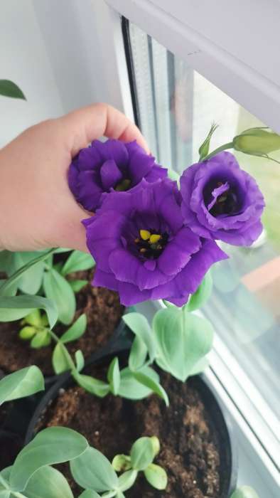 Фотография покупателя товара Семена цветов Эустома "Эхо" голубая F1, гранулы, пробирка, О, ц/п, 4 шт. - Фото 2